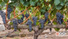 酒庄必知：了解葡萄的光合作用