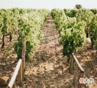 金酒是什么酒金酒兑什么好喝 金酒属于什么酒