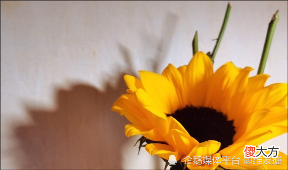 孩子变笨变傻的大实话，千万别再说了，2招“骗”出优秀的孩子