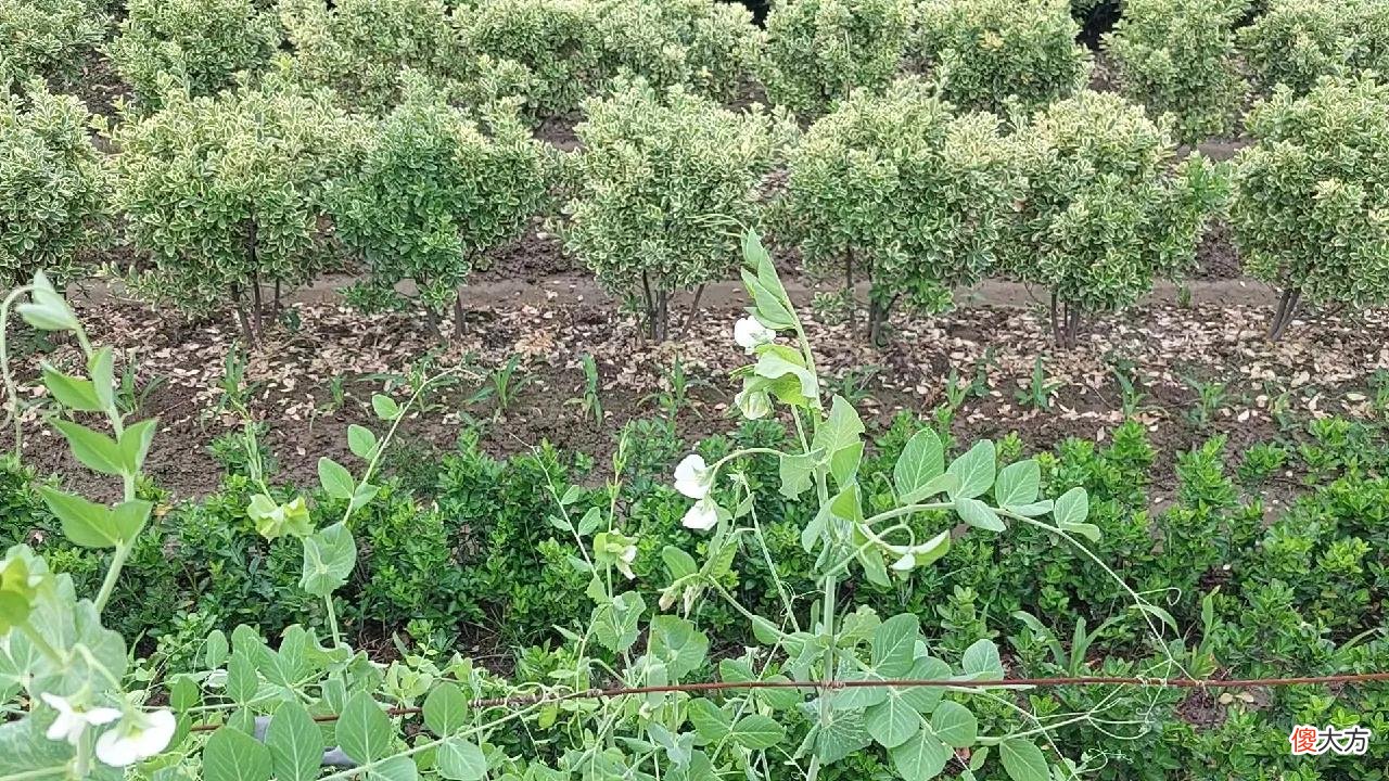 手机拍照很简单 简单的手机拍照技巧