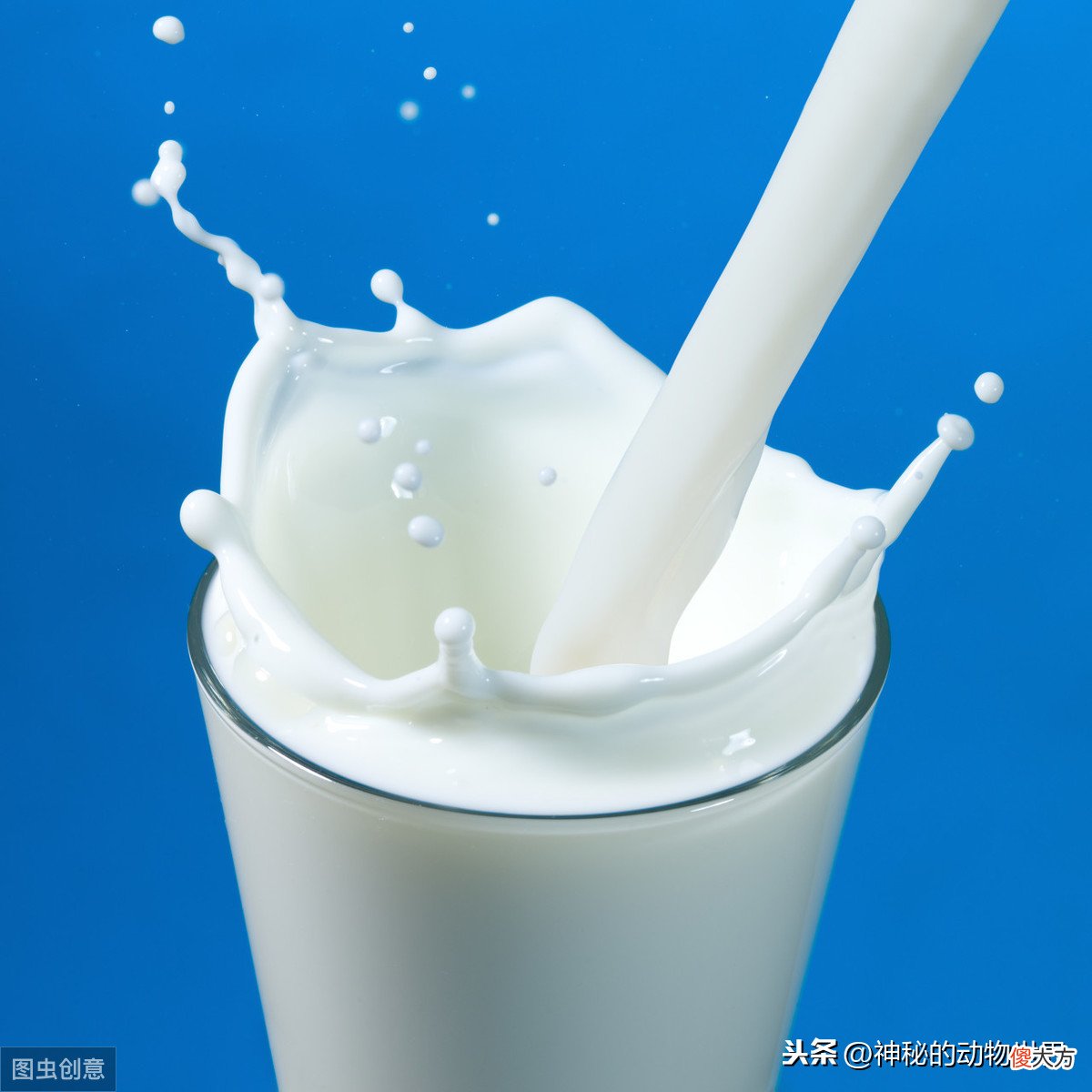 公奶牛产奶吗 公奶牛产奶吗百度百科
