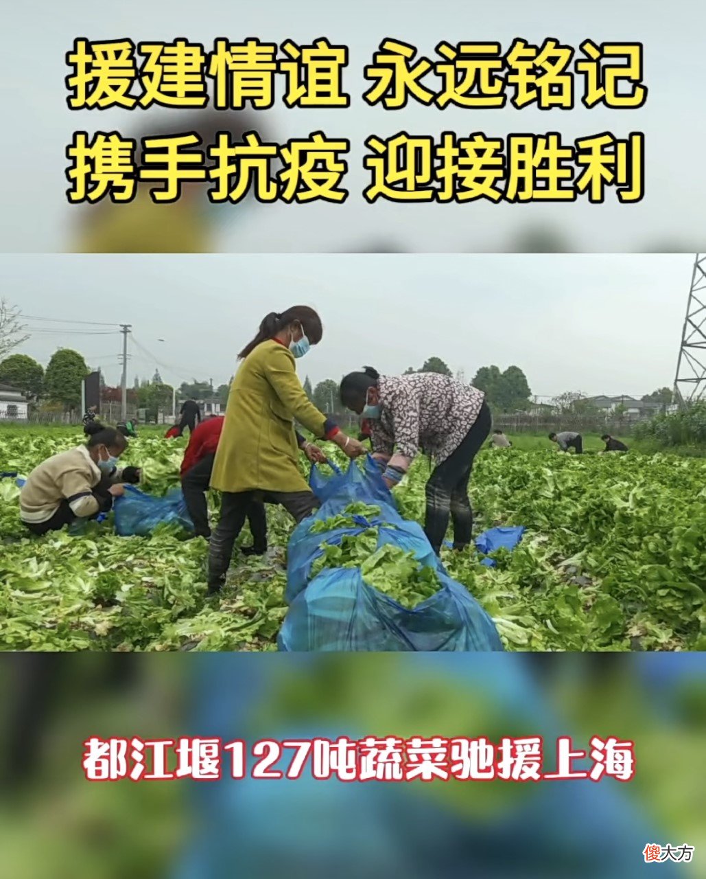 都江堰帮上海送新鲜蔬菜来了！今天写都江堰的美食