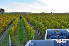 做红酒批发生意好吗 做红酒批发生意在哪里拿货