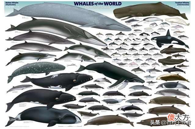 它是鲸与海豚结合的后代吗 海豚和鲸是同一个祖先吗