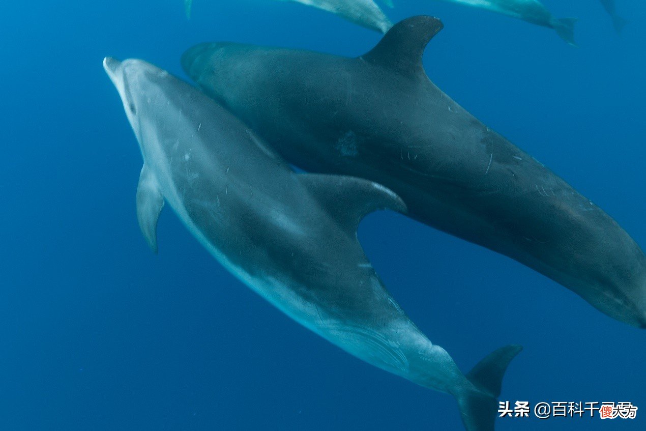 它是鲸与海豚结合的后代吗 海豚和鲸是同一个祖先吗
