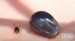 蜱虫叮咬的应急措施和预防 如何预防蜱虫叮咬?被叮咬后应该怎么处理?