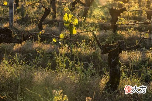 酒柜适合放在什么位置 家中酒柜放什么酒显得高端