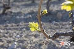 法国红酒醒酒多长时间 意大利起泡酒保质期多久