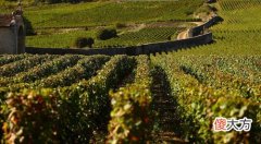 葡萄酒为什么有水果味 葡萄酒水果发酵的味道