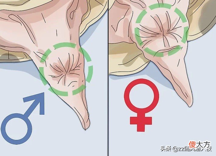 学会区分乌龟的性别 如何区分乌龟的性别