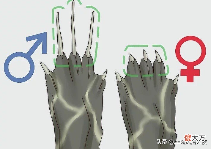 学会区分乌龟的性别 如何区分乌龟的性别