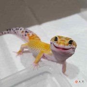豹纹守宫的尾巴有很多秘密 豹纹守宫 尾巴