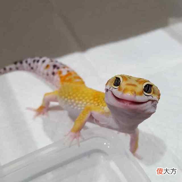 豹纹守宫的尾巴有很多秘密 豹纹守宫 尾巴