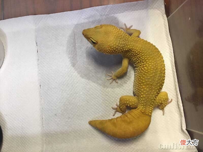 豹纹守宫的尾巴有很多秘密 豹纹守宫 尾巴