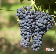 进口红酒批发利润 进口红酒批发市场哪里最靠谱