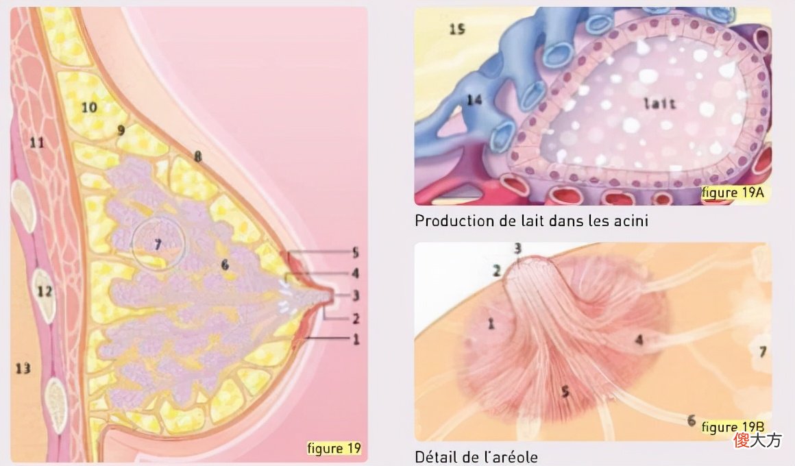 一副被画成口罩的胸罩 画一幅口罩