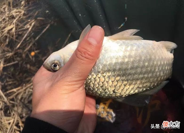 带你了解阿魏 阿魏百度百科