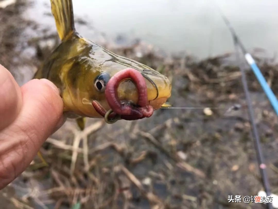 它是最常见的钓鱼香料 香料钓鱼配方大全