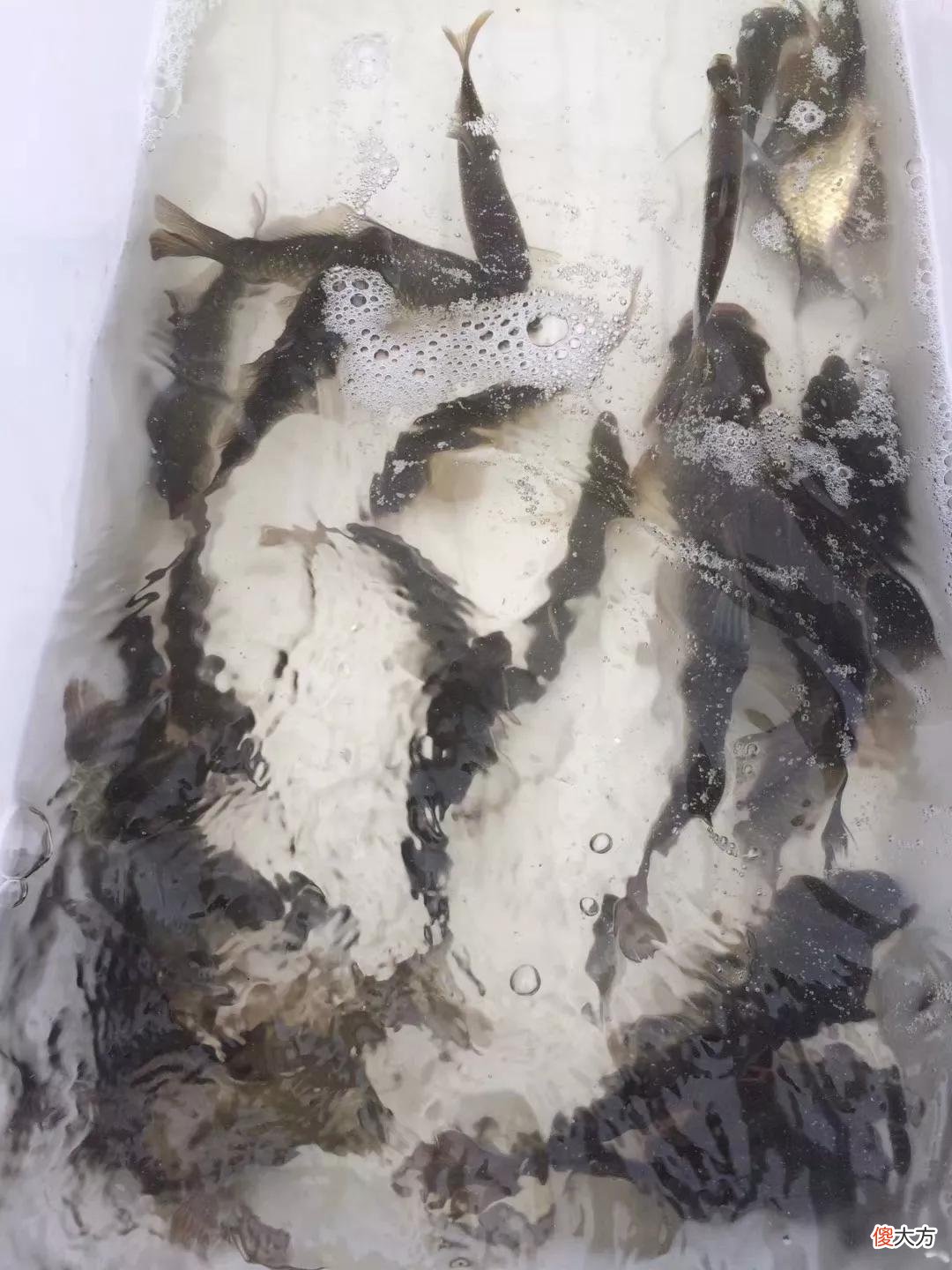 老钓鱼人强力推荐秋冬这几款中草药钓饵 钓鱼用什么草药最好