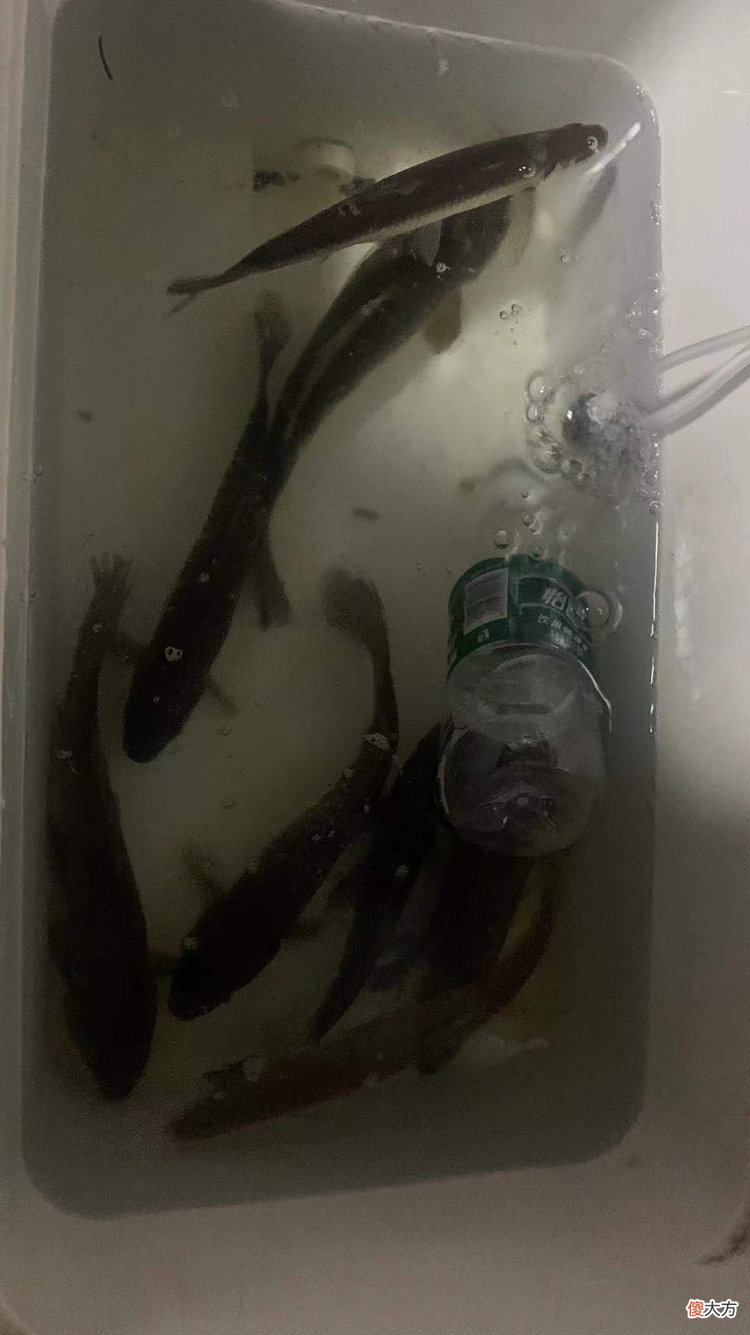 老钓鱼人强力推荐秋冬这几款中草药钓饵 钓鱼用什么草药最好