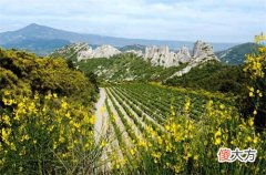 葡萄酒的成分及每种成分的作用 葡萄酒对头发的作用是好还是不好