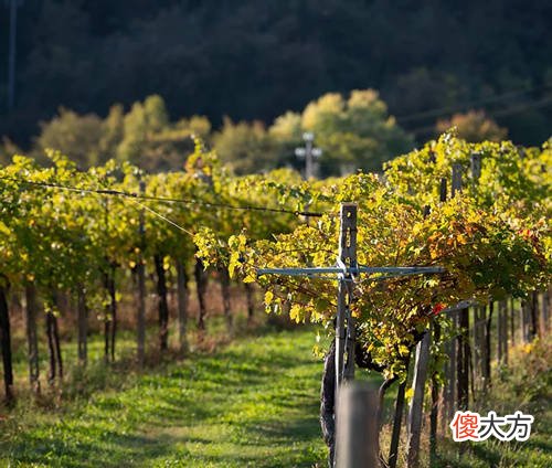 法国葡萄酒在中国市场销量不断增加的原因 中国葡萄酒历年销量