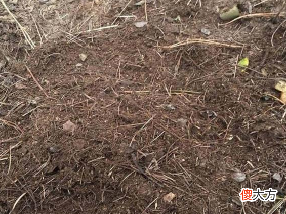 硼砂除了清洁还有什么用 硼砂的清洁作用