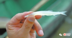 一种常见的银鱼 银鱼常见的有