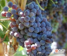 冰红葡萄酒是真正的冰酒吗 冰酒属于什么档次的葡萄酒
