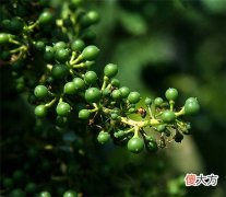 歌海娜是什么葡萄品种 歌海娜桃红葡萄酒