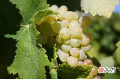merlot葡萄酒特点 法国葡萄酒的口感特点