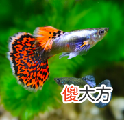 孔雀鱼越来越不好养 孔雀鱼 不好养