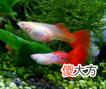 孔雀鱼越来越不好养 孔雀鱼 不好养