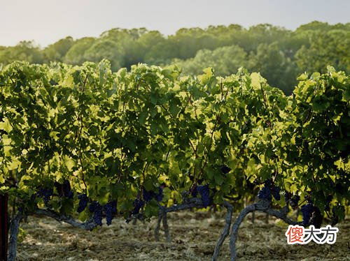 葡萄酒品级 500元红酒推荐