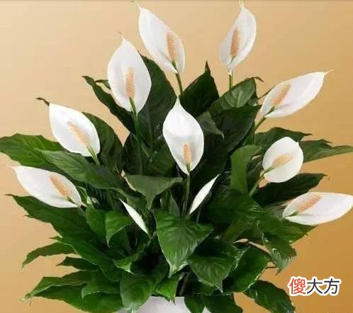 一帆风顺的养护方法 一帆风顺怎样养护