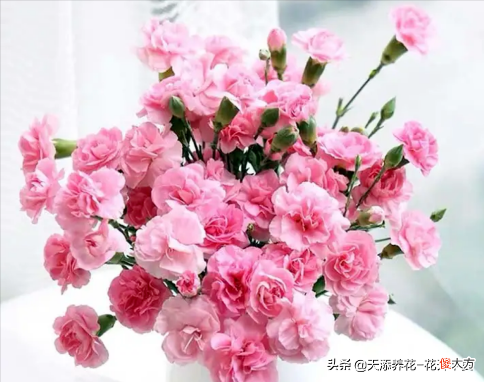 康乃馨和石竹为什么这么相似 康乃馨和石竹一样吗
