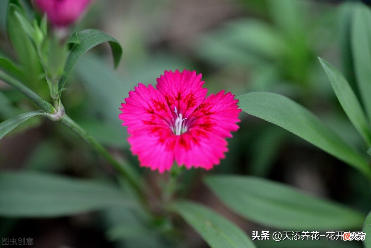 康乃馨和石竹为什么这么相似 康乃馨和石竹一样吗