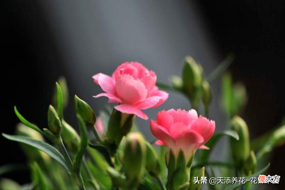 康乃馨和石竹为什么这么相似 康乃馨和石竹一样吗