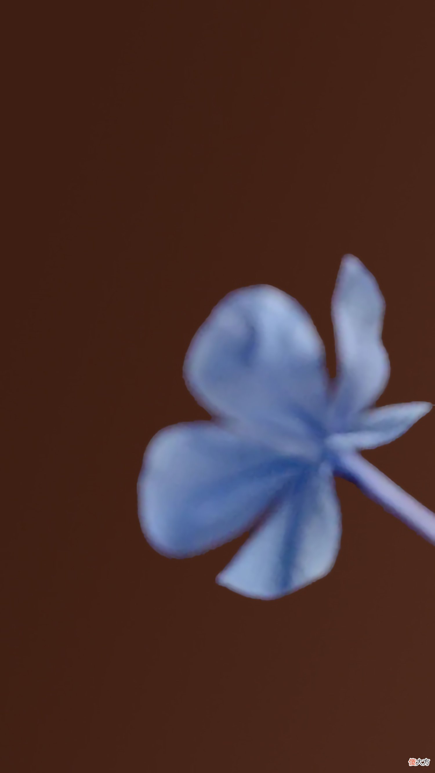分享一组纯净的手机壁纸 纯净版手机壁纸