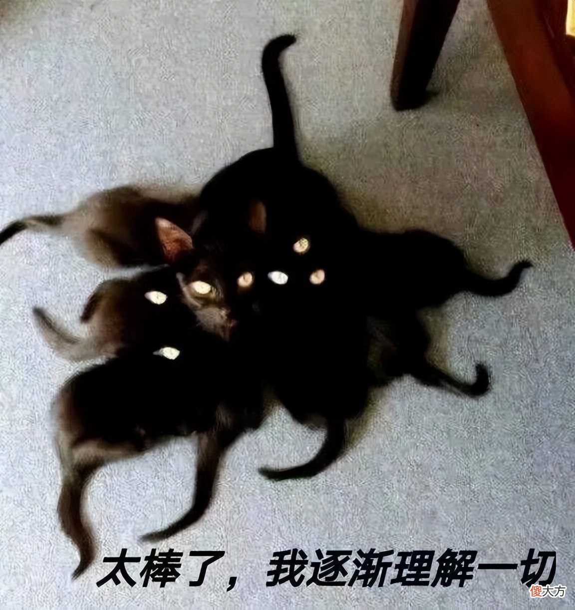 哔哩哔哩整了个会员 哔哩哔哩的会员
