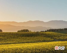 百碧祺马尔堡长相思白葡萄酒 马尔堡长相思干白葡萄酒