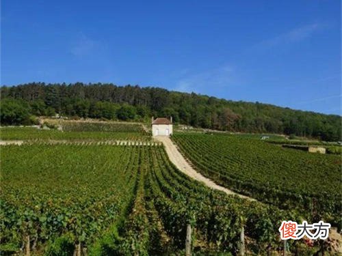 桃红香槟用什么法酿造 香槟用什么酿的