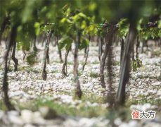 葡萄酒aic或voi是什么意思 mis葡萄酒是什么意思