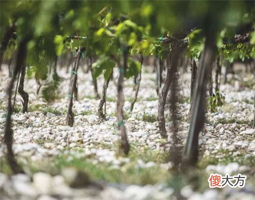 葡萄酒aic或voi是什么意思 mis葡萄酒是什么意思