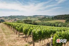葡萄酒品尝术语 葡萄酒专业术语