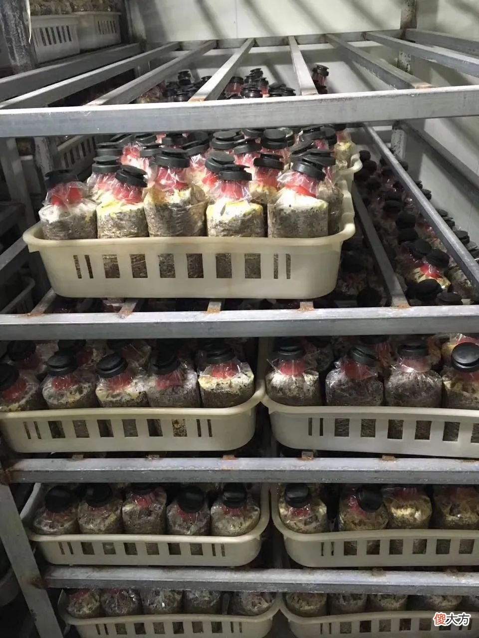 羊肚菌原种培养料的配方和生产注意事项 羊肚菌原种栽培种配方