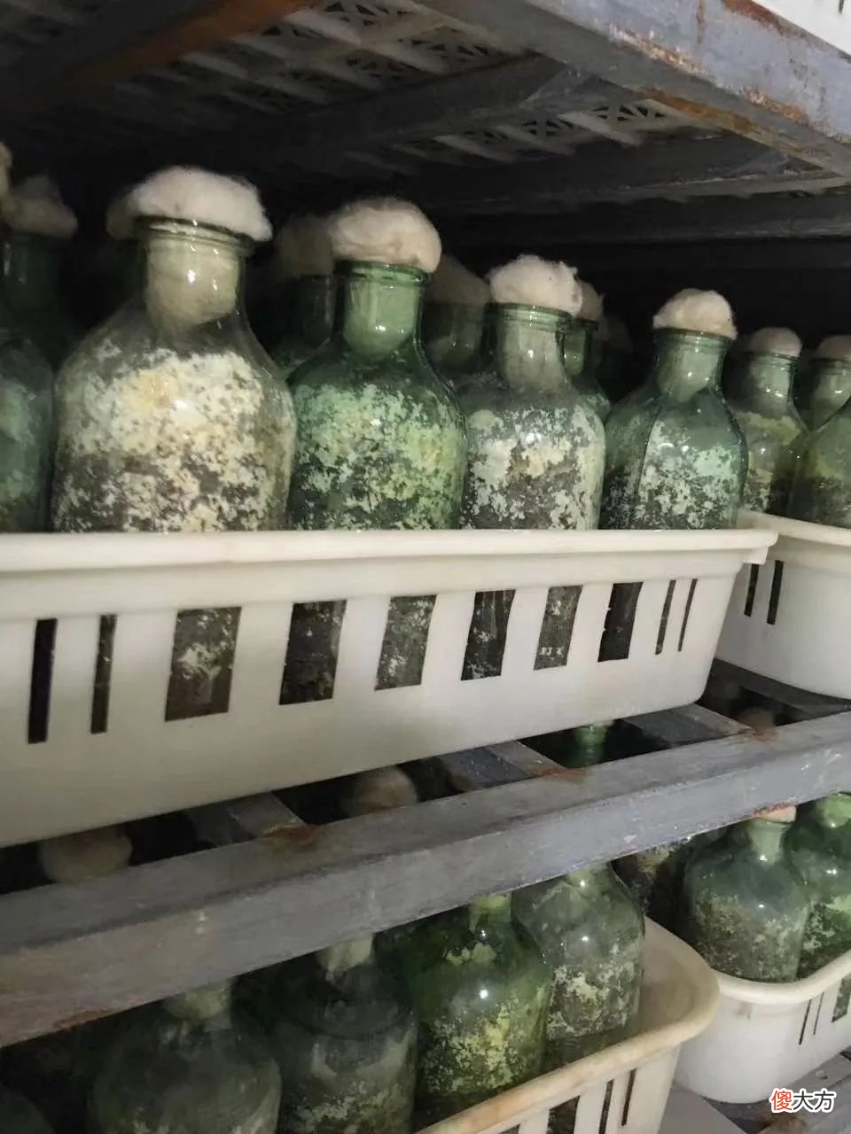 羊肚菌原种培养料的配方和生产注意事项 羊肚菌原种栽培种配方