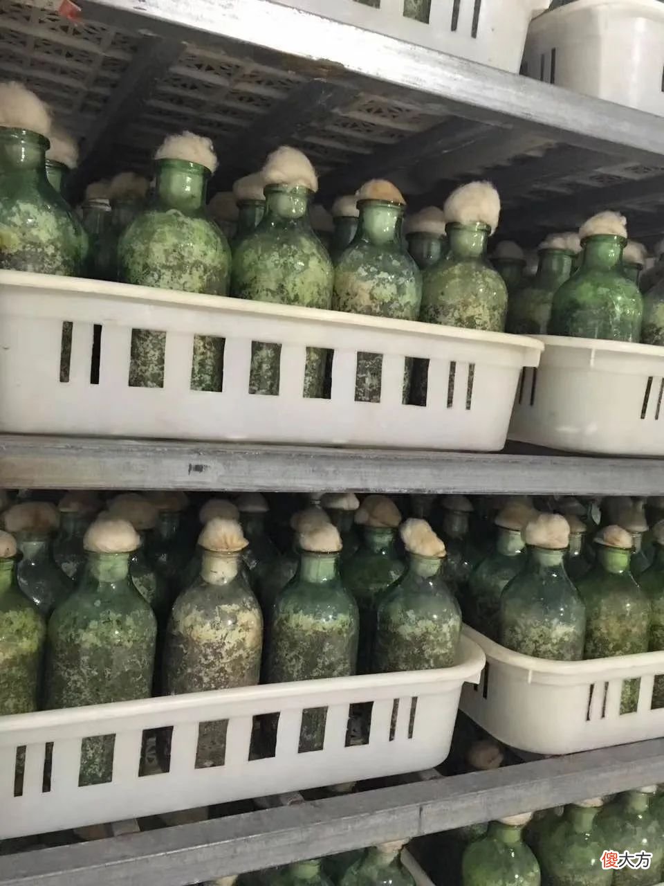 羊肚菌原种培养料的配方和生产注意事项 羊肚菌原种栽培种配方