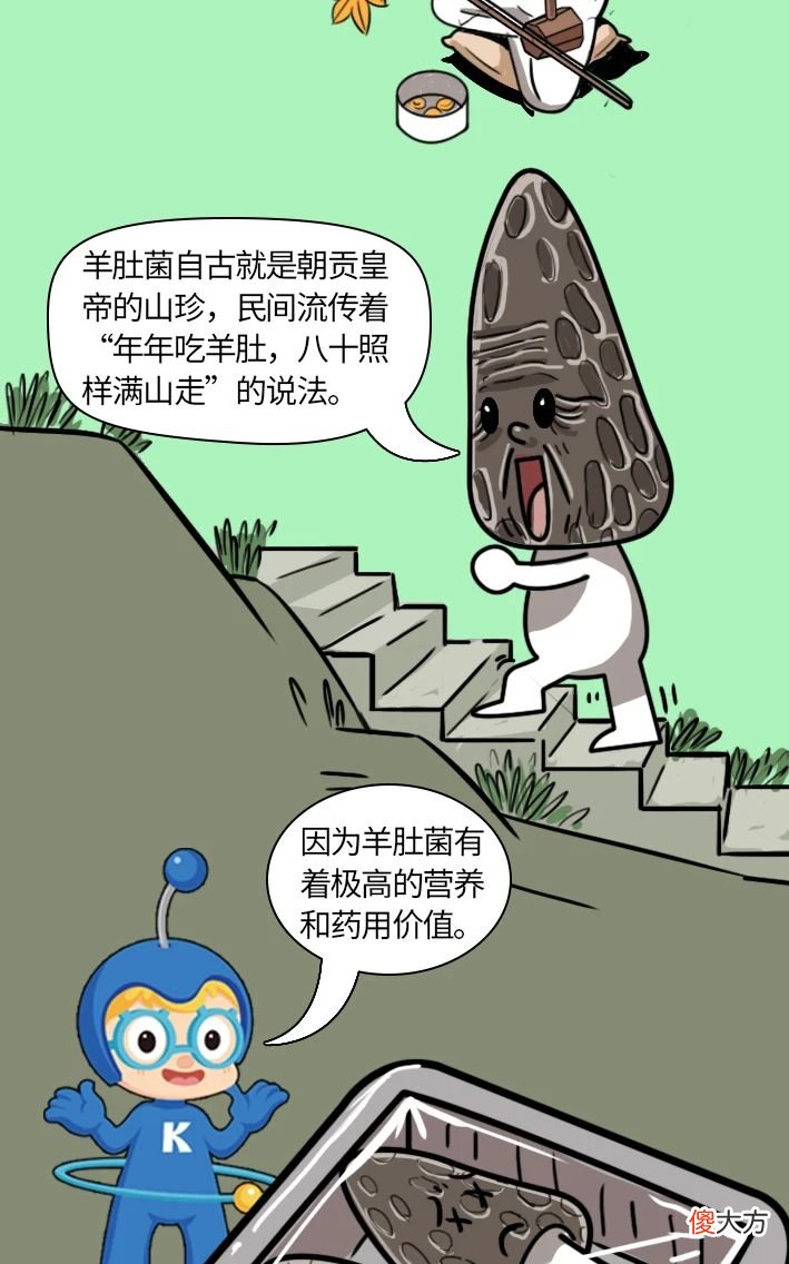 与松露齐名的羊肚菌 羊肚菌和松露哪个贵