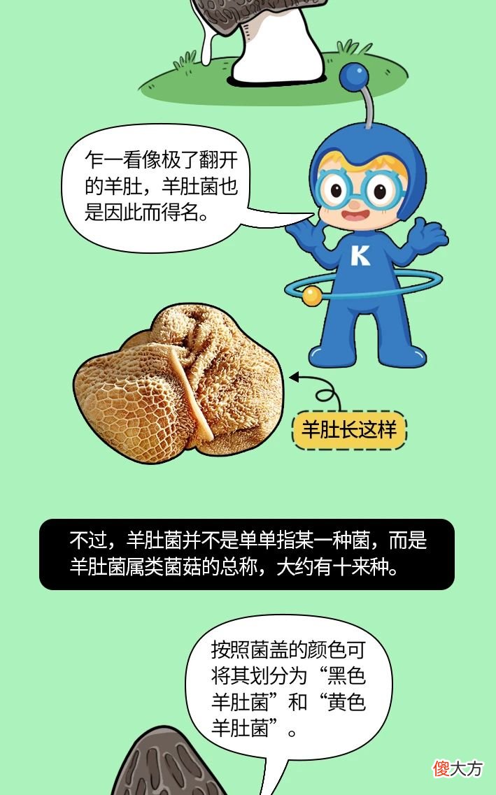与松露齐名的羊肚菌 羊肚菌和松露哪个贵